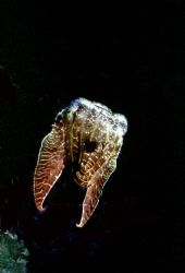 Cuttlefish; Walindi, West New Britain, PNG:  Housed Nikon... by Rick Tegeler 